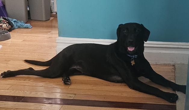 A large young blsck lab mix dog lies on a wooden floor in front of a cyan wall. She looks at the camera with her tongue out, long front paws splayed in front of her, her right hind paw is flat against the ground behind her alongside her tail.