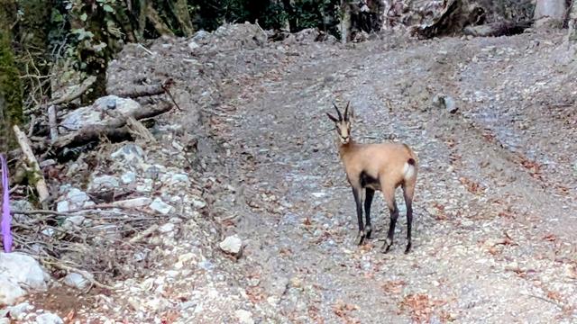 Photo d'un chamois.