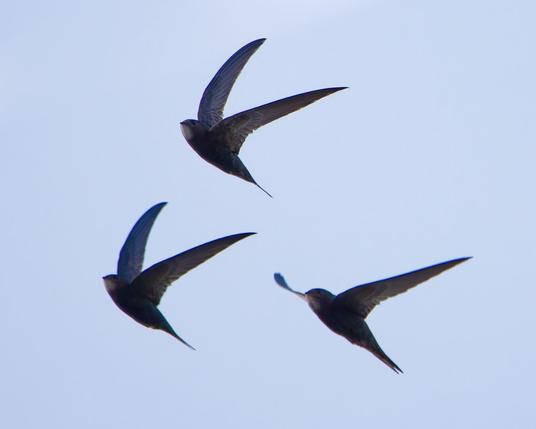 Three swifts in the air
Almost with the same pose
Wings up, ready to flap