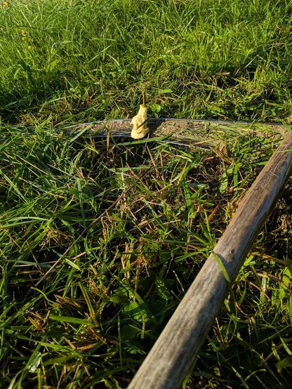 eine Sense liegt in der Wiese in der Morgensonne. Auf dem Blatt steht ein Butzen einer Birne