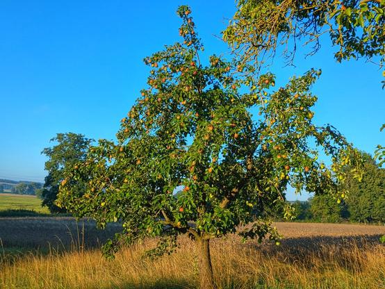 ein kleiner Birnbaum in der Morgensonne mit vielen z.T. rotbackigen Birnen dran