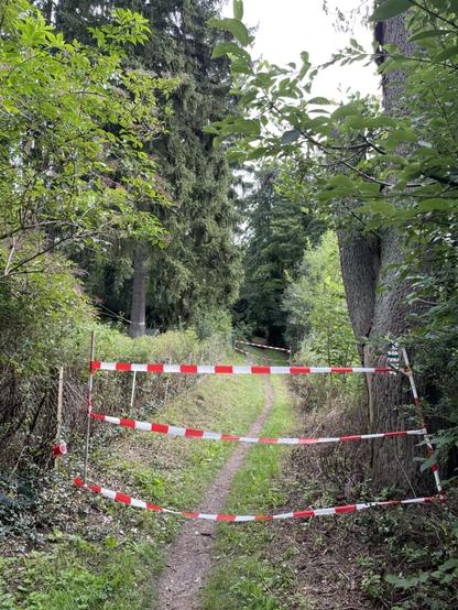 The image shows a forested area with dense green trees. A narrow dirt path cuts through the vegetation, leading deeper into the woods. On either side of this trail are red and white striped barriers that seem to be marking off an unauthorized or restricted section of the pathway. The environment appears natural and untouched by urban development, suggesting it could be a part of a national park or nature reserve.