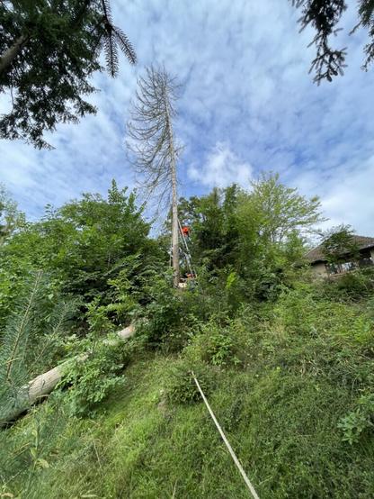 The image depicts a scene where tree removal or trimming is taking place. In the center of the photo, there's an individual wearing orange safety gear working at significant height above ground level using a ladder attached to a tall tree that was presumably cut down and left standing for support during the process. The surrounding area includes lush green vegetation with various trees and shrubs. A fallen tree trunk is visible on the ground next to the working site, indicating recent activity in removing or trimming branches from the tree. The sky above appears partly cloudy but mostly clear, suggesting fair weather conditions conducive to outdoor work. There are no discernible texts or other notable elements within this image that would provide additional context about the location or purpose of the task being performed.