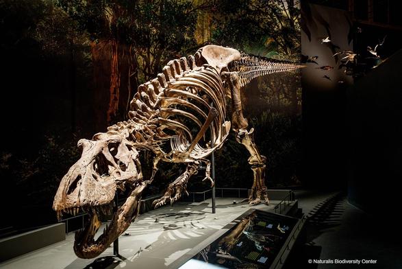 Skeleton of a Tyrannosaurus rex discovered at Murray Ranch, Montana, USA (© Naturalis Biodiversity Center)