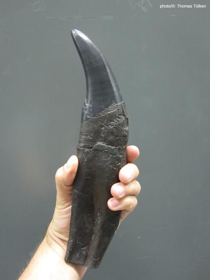 Tooth of a Tyrannosaurus rex that was excavated in Alberta, Canada (photo/©: Thomas Tütken)