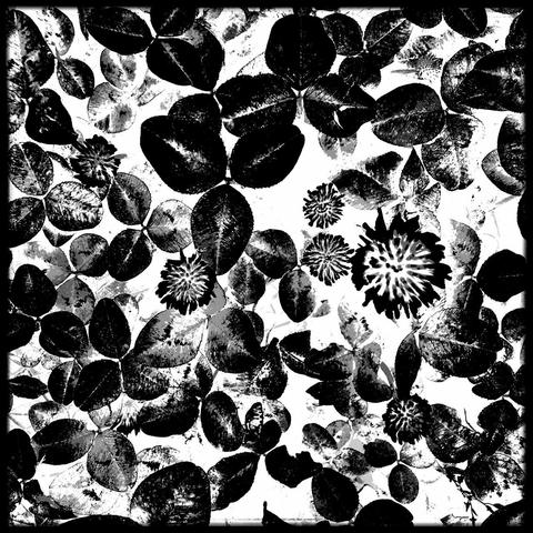 Schwarzweißfoto mit sehr hohem Kontrast, das einen Blick auf Klee mit Blättern und Blüten von oben zeigt und fast wie ein abstraktes Bild wirkt. Aufgenommen mit Vignette for Android auf einem Sony Xperia.