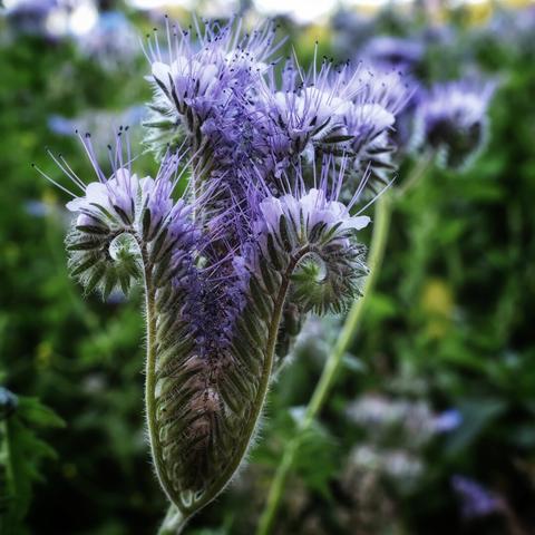 A close-up macro shot of a purple Phacelia flower head. The image is focused on the central stalk of the plant, from which numerous small, bell-shaped purple flowers are unfurling. Long, delicate stamens with dark tips protrude from each flower, giving it a spiky, ethereal appearance. The stalk and unopened buds are covered in fine, white hairs. The background is a soft blur of green foliage and other purple flowers, highlighting the intricate details and texture of the main subject.