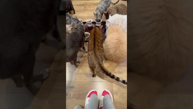 cathouseねこやのみんなのご飯タイム🥰🥰#癒し動画 #cat #ねこ #cute #猫カフェ#ベンガル#サイベリアン#デボンレックス #オリエンタルショートヘア