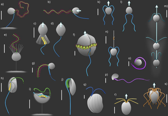 simple models of various microbial cells with diverse configurations of flagella