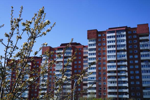 Etualalla kirsikkapuu kohta puhkeavine kukkineen, taustalla punavalkoisia kerrostaloja Lasnamäessä.