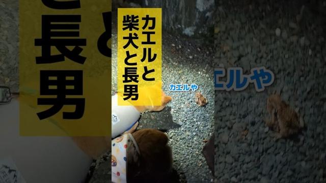 カエル注意！ヒキガエルに夢中な柴犬 #柴犬スティーブ #コーギー