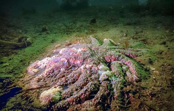 An image for decorative purposes automatically pulled from the post.