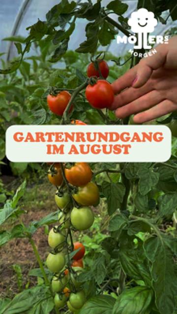 Das Bild zeigt eine Hand, die eine Tomatenpflanze in einem Gewächshaus oder Garten hält. Die Pflanze trägt sowohl grüne als auch reifende rote Tomaten. Über dem Bild ist ein Text mit der Aufschrift "Gartenrundgang im August" zu sehen, was darauf hindeutet, dass es sich um eine Gartenbesichtigung oder einen Rundgang im Monat August handelt. Das Logo "Möllers Morgen" ist in der oberen rechten Ecke des Bildes sichtbar, was darauf hinweist, dass das Bild mit diesem Betrieb verbunden ist.