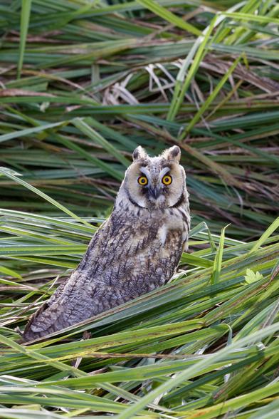 Long-Eared Owl