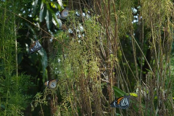 A plant with multiple thin vertical hairy stalks. Some of the stalks are green, while others are brown. Two species of butterflies are feeding on the plant: the Plain Tiger (Danaus chrysippus) at the top and bottom left, the Black-veined Tiger (Danaus melanippus) at the left and bottom right. Both butterflies are coloured like the Monarch butterfly. But the Plain Tiger does not have dark stripes on the wings, while the Black-veined Tiger has strong dark stripes on the wings.