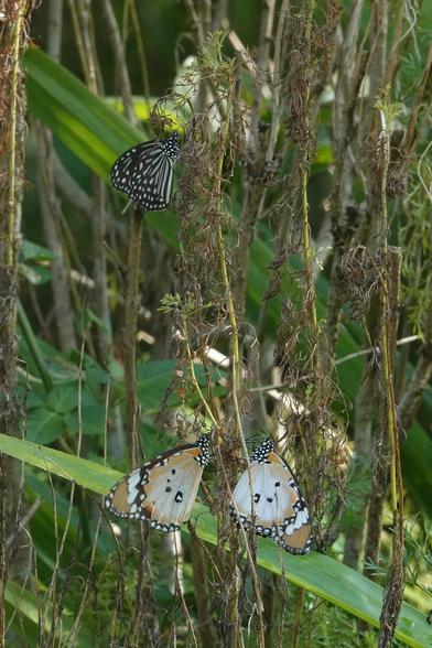 The same plant with different butterflies feeding on it. At the top is the Dark Glassy Tiger (Parantica agleoides), at the bottom the Plain Tiger (Danaus chrysippus). The Dark Glassy Tiger is dark with many white stripes on the wings.