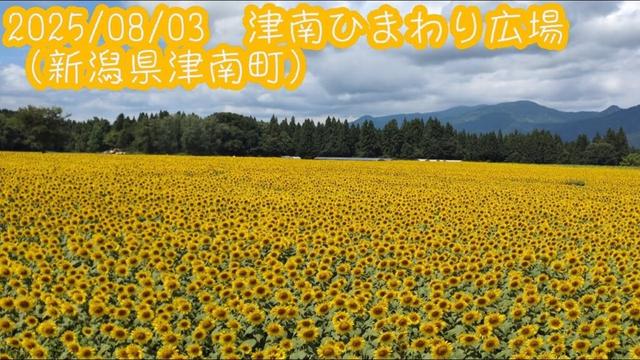 2025/08/03　津南ひまわり広場（新潟県津南町）