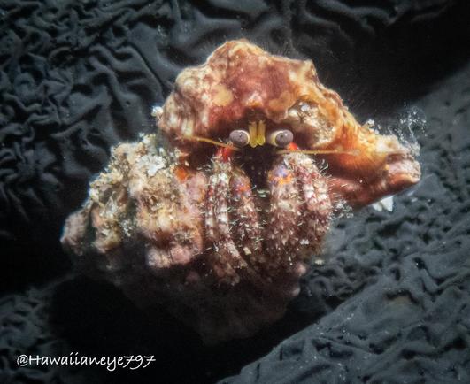A small hermit crab peers from its shell. It is covered with spiky hairs sprouting from its legs.