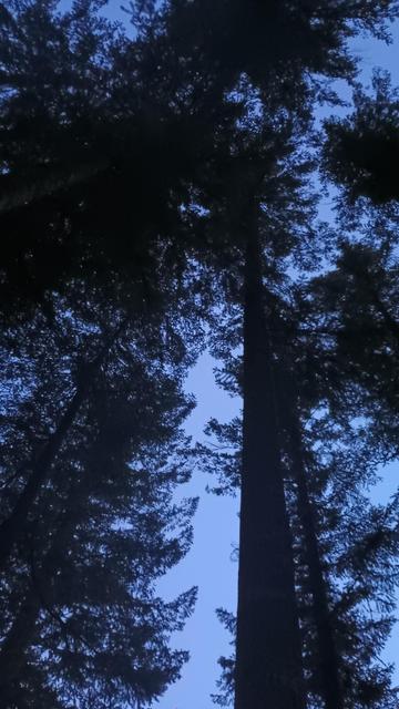 A dim evening sky seen through the branches and trunks of tall Douglas firs.