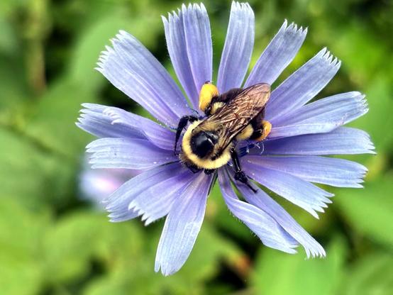 A cute little fuzzy black and yellow bumblebee, wings folded demurely on her back, saddlebags swollen with yellow pollen, perched diagonally in the center of a flower with many pale blue petals with serrated ends.