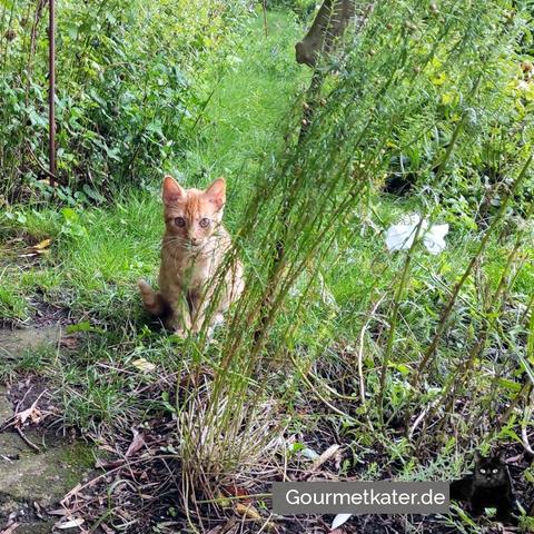 Kleiner Kater im Garten