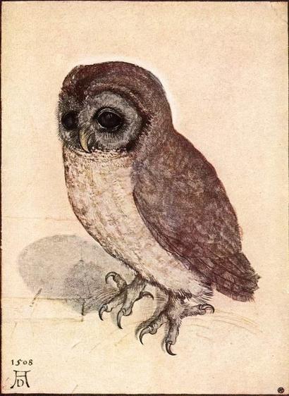 A remarkably sensitive and detailed depict of an owl by Albrecht Durer.