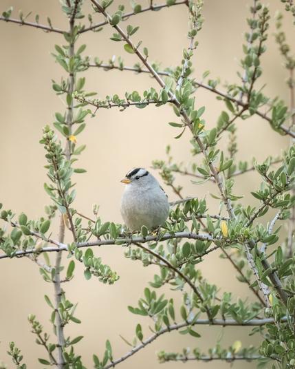 A small gray bird with a white crown and black head stripes perches calmly on a branch of a leafy shrub. The background is softly blurred in warm beige tones, highlighting the bird's delicate features and peaceful presence.