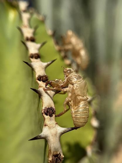 The exoskeletons of two cicada nymphs perfectly retain their shape on a cactus in my garden. Cicadas can stay for up to 17 years living underground like nymphs, until they go outside as adults.