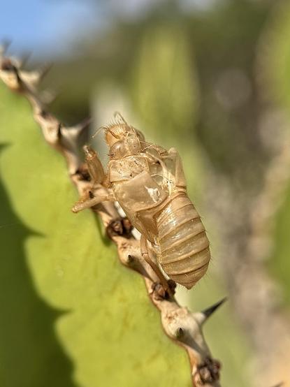 The exoskeletons of two cicada nymphs perfectly retain their shape on a cactus in my garden. Cicadas can stay for up to 17 years living underground like nymphs, until they go outside as adults.