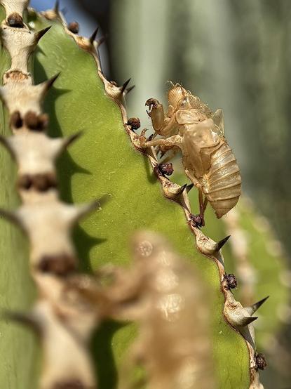 The exoskeletons of two cicada nymphs perfectly retain their shape on a cactus in my garden. Cicadas can stay for up to 17 years living underground like nymphs, until they go outside as adults.