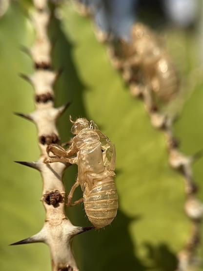 The exoskeletons of two cicada nymphs perfectly retain their shape on a cactus in my garden. Cicadas can stay for up to 17 years living underground like nymphs, until they go outside as adults.