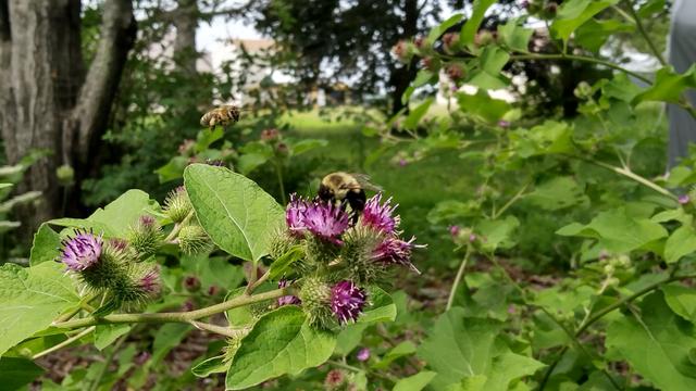 A bumblebee enjoying a batch of thistle-like purple flowers (burdock flowers). There is another bee (a honeybee?) flying above and to the left of the bumblebee. In the background are grass, trees, and some houses.