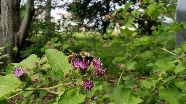 A bumblebee and a honeybee enjoying a batch of thistle-like purple flowers (burdock flowers) In the background are grass, trees, and some houses.