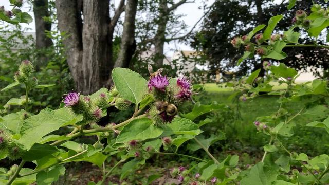 A bumblebee enjoying a batch of thistle-like purple flowers (burdock flowers). There is another bee (a honeybee?) enjoying some flowers near the bumblebee. In the background are grass, trees, and some houses.