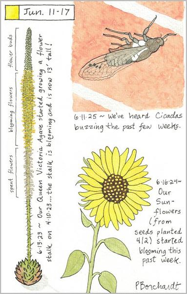 My 2025 Perpetual Journal watercolor and pen art of a Cicada; my 2024 Perpetual Journal watercolor and pen art of a Sunflower in bloom; & my 2023 Perpetual Journal watercolor and pen art of a Queen Victoria Agave with a 13' flower stalk, all in Tucson, AZ.