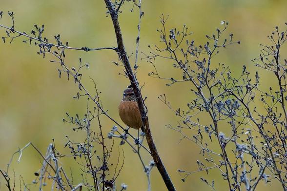 This is likely a female or juvenile Stonechat, identified by its brown plumage and perching habit. Luke Haigh's Canon photo beautifully captures the bird perched vertically on a slender, leafless branch against a soft, muted background. #Stonechat #bird #lukehaigh #photography #canon #photo
