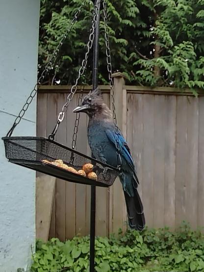 A Stellar's Jay with a blue body and dark grey head and a crest sits on a mash tray suspended from a pole. The tray is full of shelled peanuts.