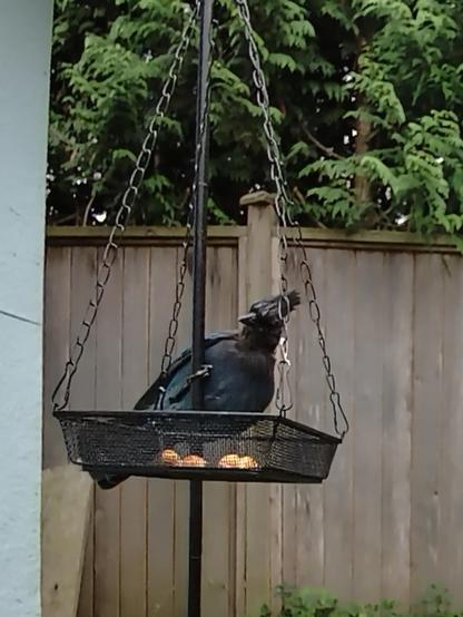 A Stellar's Jay with a blue body and dary grey head and a crest is sitting on the pole with the mesh tray. Their body is sideways, perpendicular to the pole, and their head is tilted somewhat comically as it observes the mesh tray with considerably fewer peanuts than the first photo.