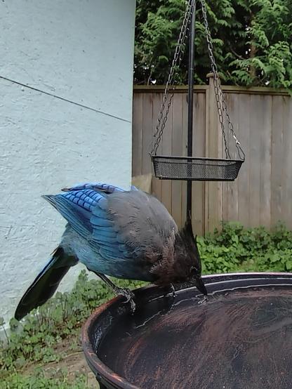 The Stellar's Jay is perched on the edge of the bird bath. It is bent down, leaning towards the water to take a drink. Its head is various shades of grey, starting very dark at the crest and fading down into the body. The wings are blue with much variation between a light skyblue and a darker blue.