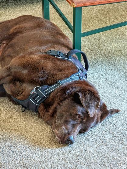 A chocolate lab is sleeping sideways on the carpet.