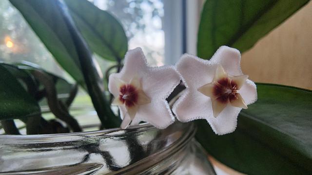 Two tiny pink hoya flowers along the edge of a glass jar.