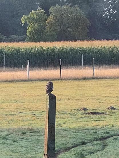 Steinkauz sitzt auf Pfahl und blickt auf Wiesenlandschaft. Im Hintergrund Maisfeld.