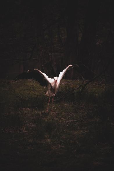 Ein Weißstorch steht mit weit ausgebreiteten Flügeln auf dem Waldboden. Durch das schwache Licht hebt sich das weiße Gefieder des Storches deutlich vom dunklen Umfeld ab und zieht den Blick auf den Vogel.