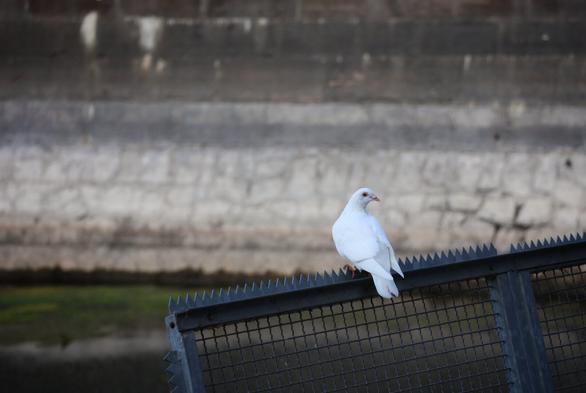 A detailed, eye-level shot of a single white dove perched on a metal anti-climb barrier. The dove is facing slightly to the right, with its head turned to the left, and is the sole focus of the image. The anti-climb barrier is a dark, metal grate with jagged, sharp spikes along the top edge, and it takes up the bottom right portion of the frame. In the soft-focus background, there is a body of water or a concrete wall with a visible waterline, and behind that, a large, textured concrete or stone wall with horizontal lines. The overall impression is one of a stark contrast between the delicate bird and its harsh, urban surroundings.