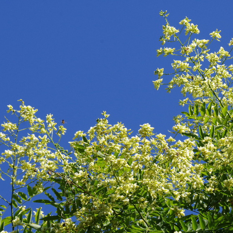 Weiße Blütenstände mit Honigbienen und vor blauem Himmel.
