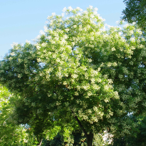 Baum in einer Allee mit weißen Blütentrauben vor blauem Himmel.