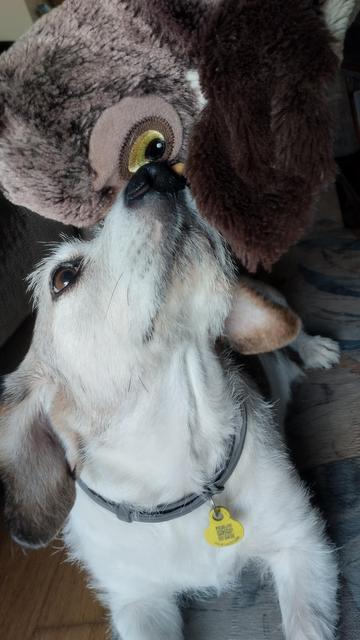 Foto de un perrito tumbado que mira hacia arriba donde una marioneta de una lechuza parece decirle algo
