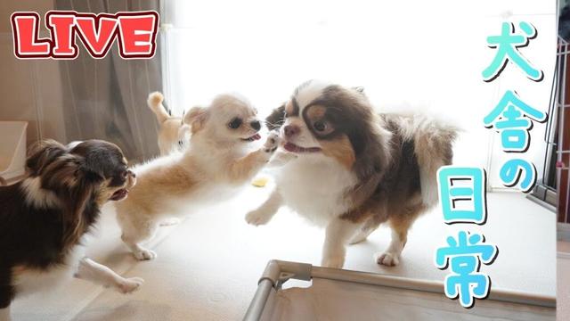 【Live】たくさんのチワワを眺めながらのんびり雑談【ブリーダー】