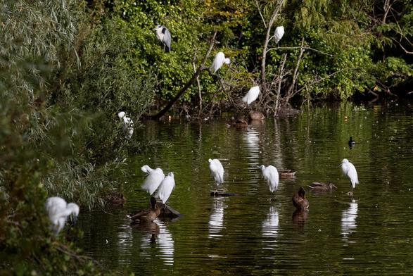 Ten Little Egrets and a Grey Heron