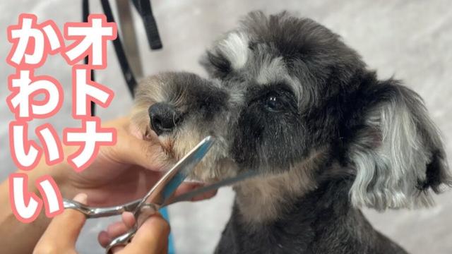 かわいいミニチュアシュナウザーのカットスタイル✂︎(るぅちゃん)